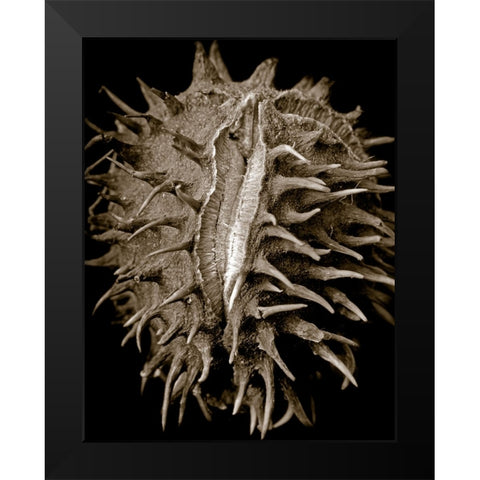 Chestnut Black Modern Wood Framed Art Print by Collie, Clive