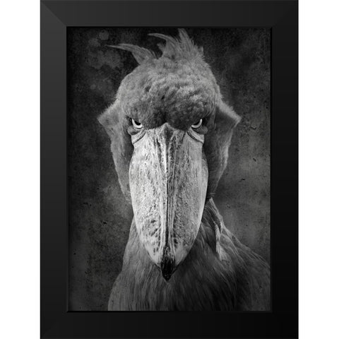 Angry Bird Black Modern Wood Framed Art Print by Lehto, Timo