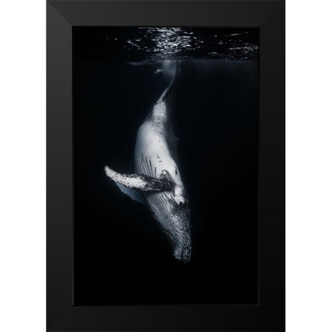 Black Whale Black Modern Wood Framed Art Print by Gabriel, Barathieu