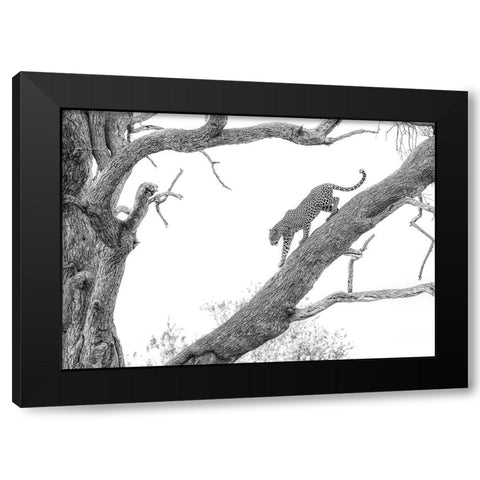 High Key Leopard Black Modern Wood Framed Art Print with Double Matting by Marx, Jaco