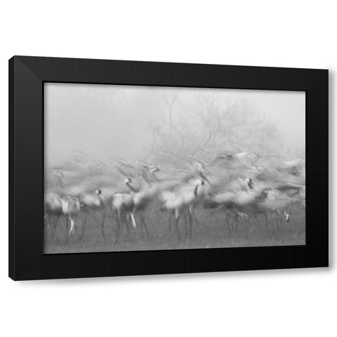 Agamon Hula Black Modern Wood Framed Art Print by Eichelberg, Amnon