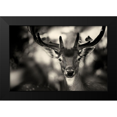 Bambi Black Modern Wood Framed Art Print by Stimac, Sandra