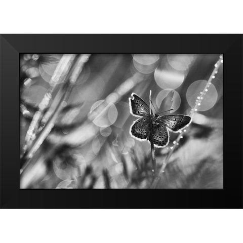 ...After The Rain... Black Modern Wood Framed Art Print by Gerec, Pali