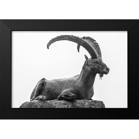 Resting Black Modern Wood Framed Art Print by Graf, Sebastian