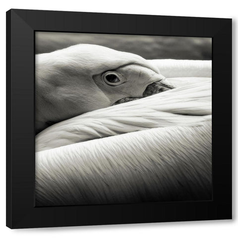 Pelican Black Modern Wood Framed Art Print with Double Matting by Berg, Riccardo