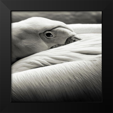 Pelican Black Modern Wood Framed Art Print by Berg, Riccardo