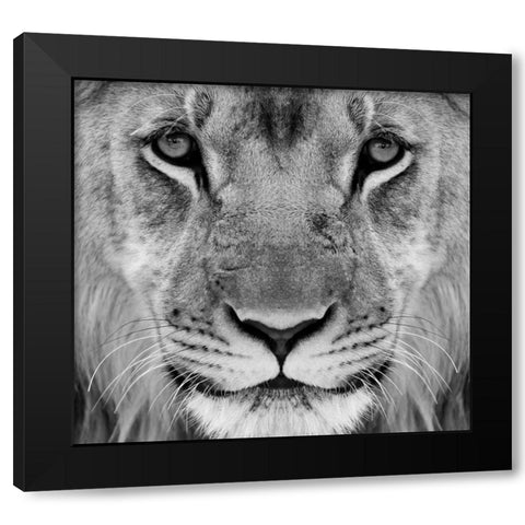 My-What Big Thighs You Have ! Black Modern Wood Framed Art Print by Pearson, Wayne