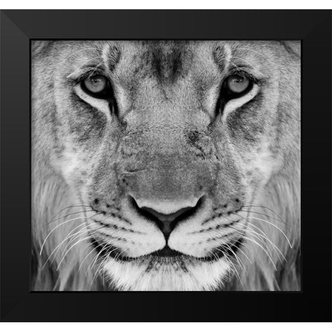 My-What Big Thighs You Have ! Black Modern Wood Framed Art Print by Pearson, Wayne