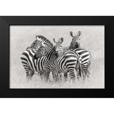 Zebras Black Modern Wood Framed Art Print by Trubitsyn, Kirill