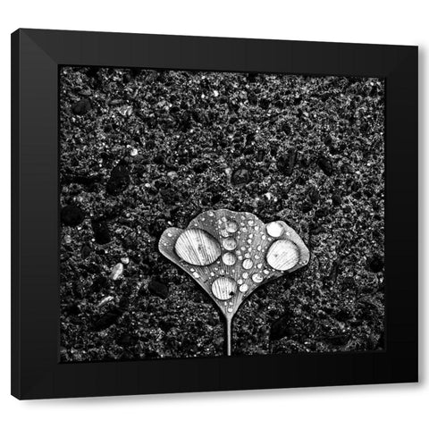 Dew Black Modern Wood Framed Art Print by Wang, Jian
