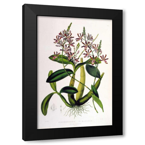 Orchid, Schomburgkia Tibicinus Black Modern Wood Framed Art Print by Withers, Augusta