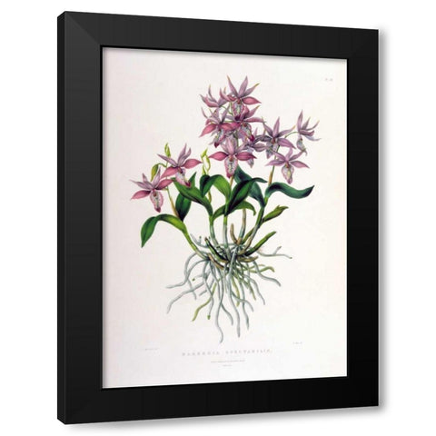 Orchid, Barkeria Spectabilis Black Modern Wood Framed Art Print by Withers, Augusta