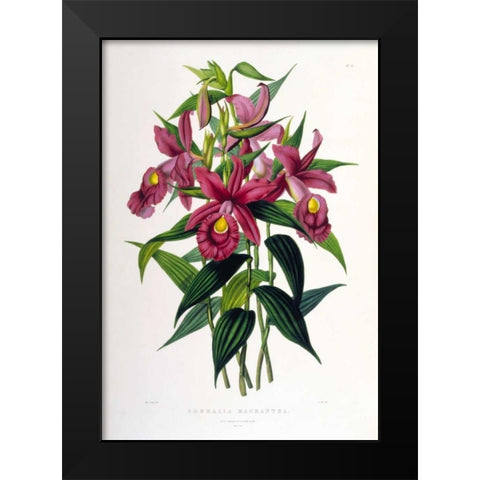 Orchid, Sobralia Macrantha Black Modern Wood Framed Art Print by Withers, Augusta