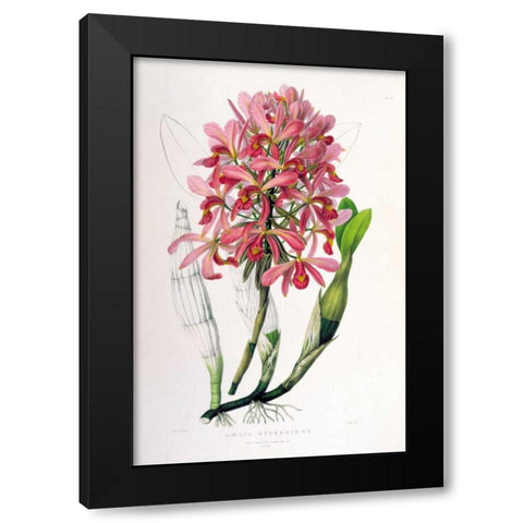 Orchid, Laelia Superbiens Black Modern Wood Framed Art Print by Withers, Augusta