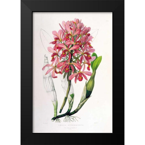Orchid, Laelia Superbiens Black Modern Wood Framed Art Print by Withers, Augusta
