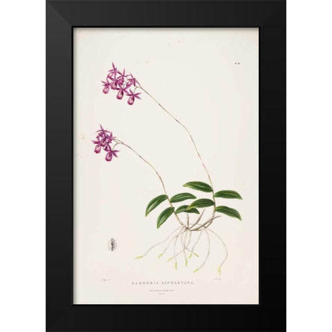 Orchid, Barkeria Lindleyana Black Modern Wood Framed Art Print by Withers, Augusta