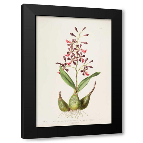 Orchid, Epidendrum Macrochilum Black Modern Wood Framed Art Print with Double Matting by Withers, Augusta