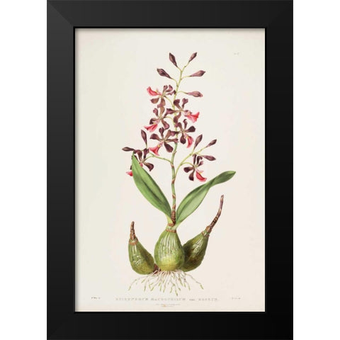 Orchid, Epidendrum Macrochilum Black Modern Wood Framed Art Print by Withers, Augusta