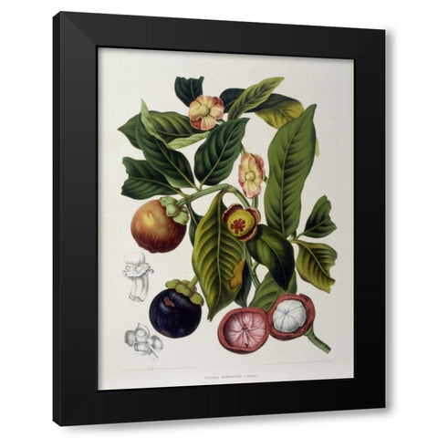 Mangosteen Black Modern Wood Framed Art Print with Double Matting by Van Nooten, Madame