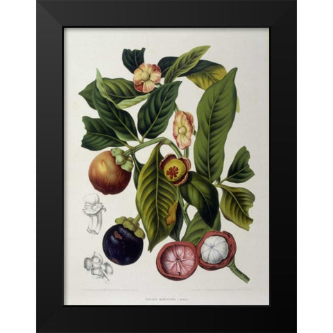 Mangosteen Black Modern Wood Framed Art Print by Van Nooten, Madame