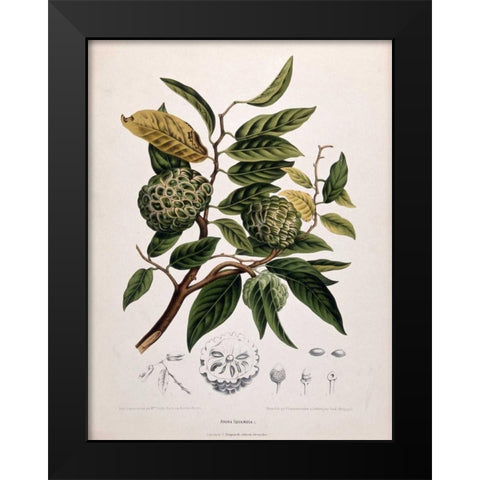 Custard Apple Black Modern Wood Framed Art Print by Van Nooten, Madame