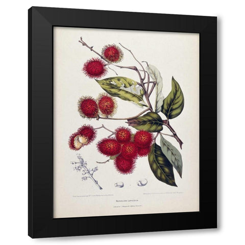 Rambutan Black Modern Wood Framed Art Print with Double Matting by Van Nooten, Madame