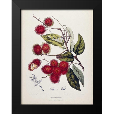 Rambutan Black Modern Wood Framed Art Print by Van Nooten, Madame