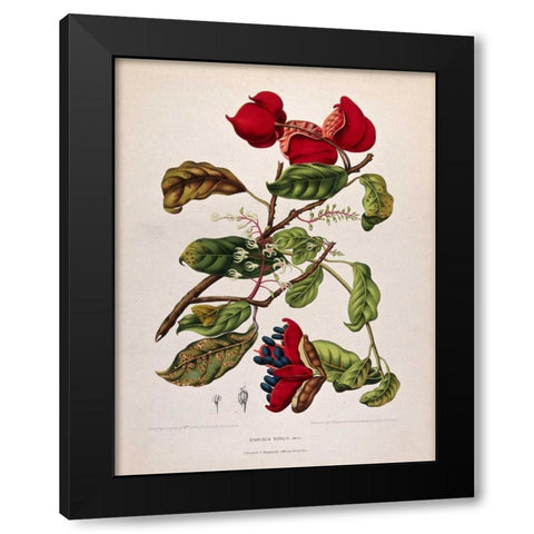 Chinese Chestnut Black Modern Wood Framed Art Print with Double Matting by Van Nooten, Madame