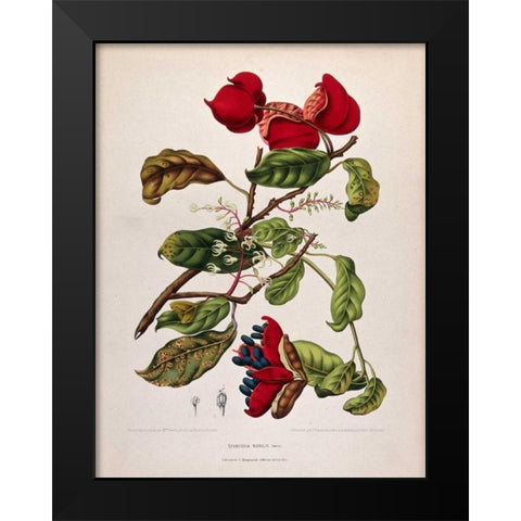 Chinese Chestnut Black Modern Wood Framed Art Print by Van Nooten, Madame