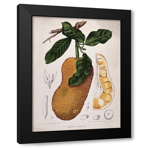 Jackfruit Black Modern Wood Framed Art Print with Double Matting by Van Nooten, Madame