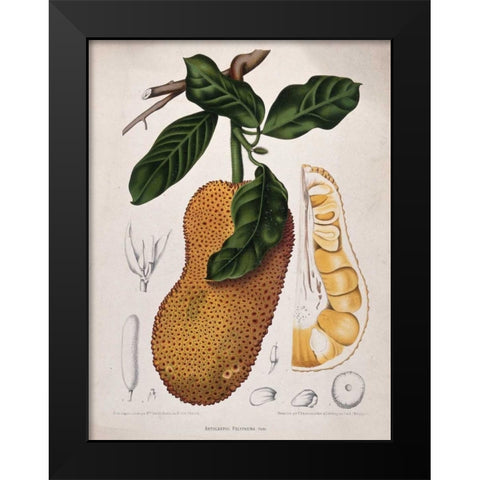 Jackfruit Black Modern Wood Framed Art Print by Van Nooten, Madame