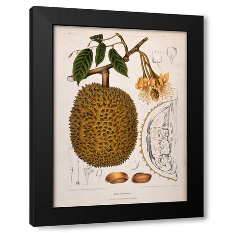 Durian Black Modern Wood Framed Art Print with Double Matting by Van Nooten, Madame