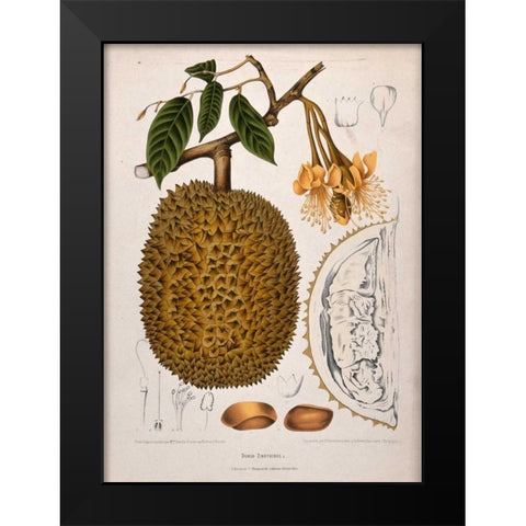 Durian Black Modern Wood Framed Art Print by Van Nooten, Madame