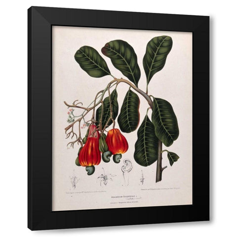 Cashew Nut Black Modern Wood Framed Art Print with Double Matting by Van Nooten, Madame