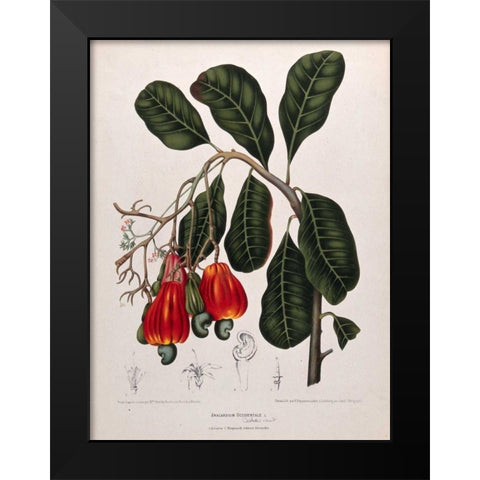 Cashew Nut Black Modern Wood Framed Art Print by Van Nooten, Madame