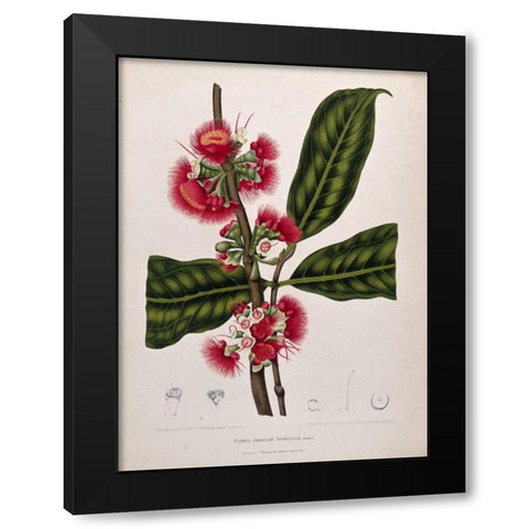 Rose Apple flowering Black Modern Wood Framed Art Print with Double Matting by Van Nooten, Madame