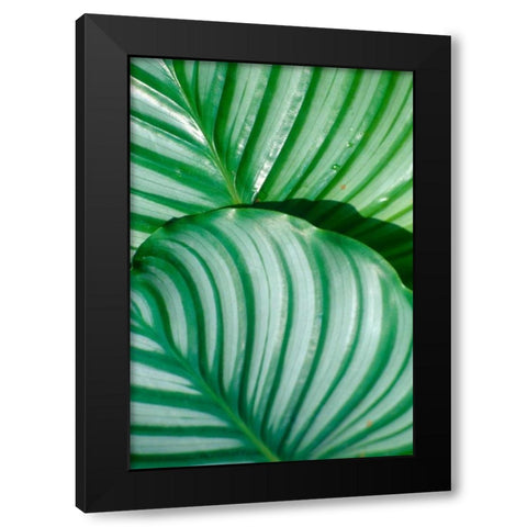 Tropical Leaf Black Modern Wood Framed Art Print with Double Matting by Blue, Cyril