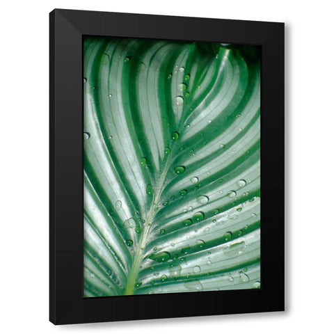 Tropical Leaf Black Modern Wood Framed Art Print with Double Matting by Blue, Cyril