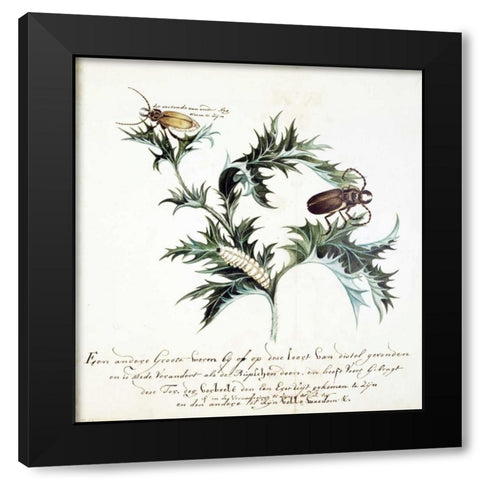 Thistle with Beetles Black Modern Wood Framed Art Print by Markee, Cornelis
