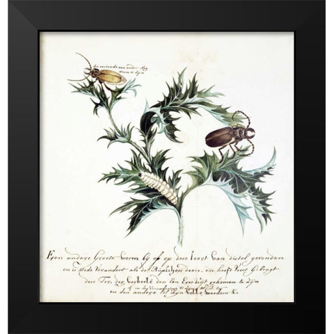 Thistle with Beetles Black Modern Wood Framed Art Print by Markee, Cornelis