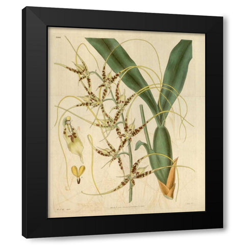 Orchid, Brassia Caudata Black Modern Wood Framed Art Print by Curtis, William