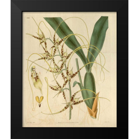 Orchid, Brassia Caudata Black Modern Wood Framed Art Print by Curtis, William