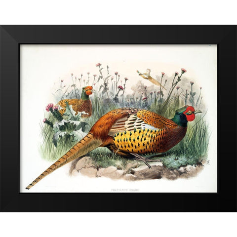 Shaws Pheasant Black Modern Wood Framed Art Print by Elliot, David
