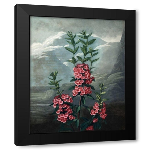 Narrow Leaved Kalmia Black Modern Wood Framed Art Print with Double Matting by Thornton, Dr R