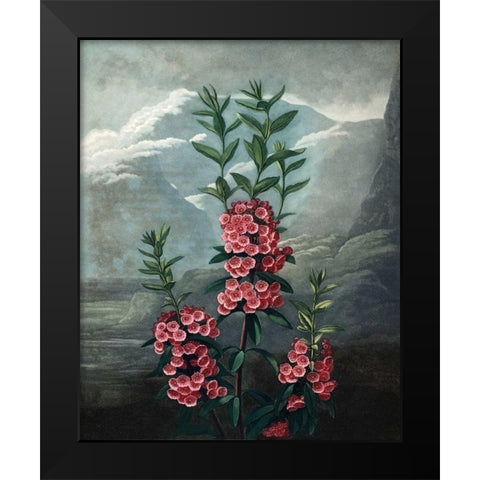 Narrow Leaved Kalmia Black Modern Wood Framed Art Print by Thornton, Dr R
