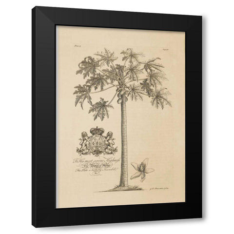 Papaya Tree Black Modern Wood Framed Art Print by Ehret, Georg