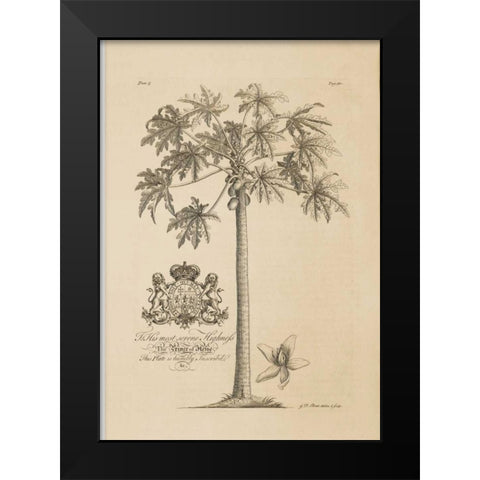 Papaya Tree Black Modern Wood Framed Art Print by Ehret, Georg