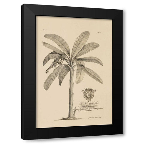 Banana Tree Black Modern Wood Framed Art Print by Ehret, Georg