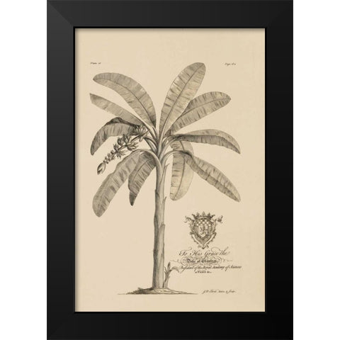 Banana Tree Black Modern Wood Framed Art Print by Ehret, Georg