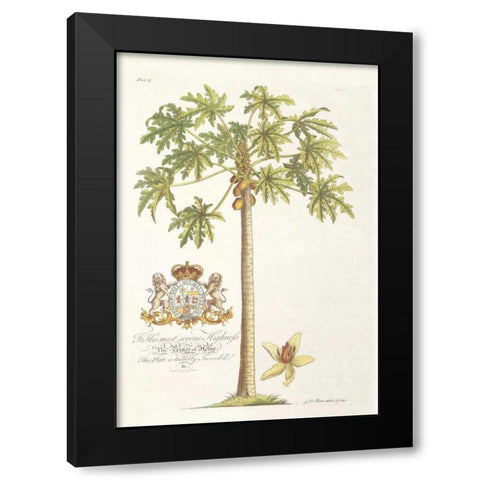 Papaya Tree Black Modern Wood Framed Art Print by Ehret, Georg